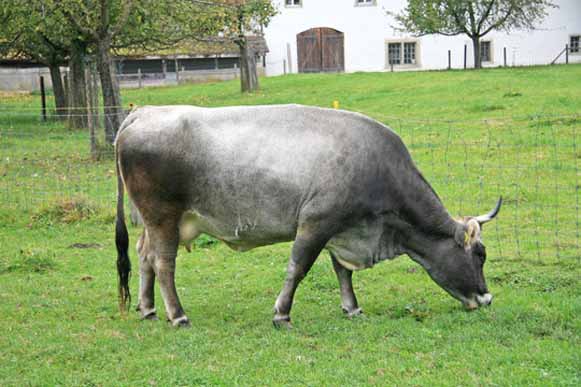 Schwyz cattle Image - Schwyz cattle